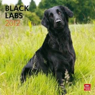 Labrador Retrievers, Black 2012 Square 12X12 …