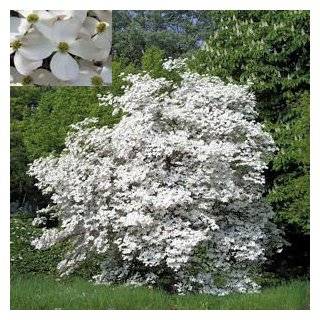    EASTERN REDBUD Cercis canadensis 10 seeds Patio, Lawn & Garden