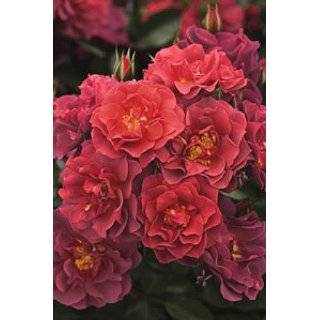  OSO EASY Strawberry Crush Rose   Creamy Pink   Proven 