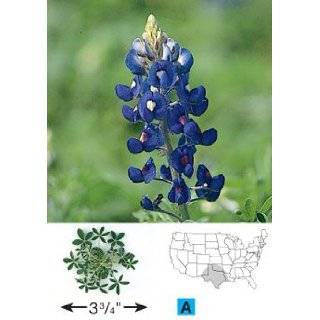  1,000 Texas Bluebonnet Seeds By Seed Needs Patio, Lawn 