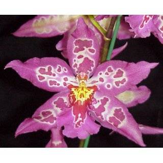 Phalaenopsis Orchid Newberry Perfection Pink Giant  