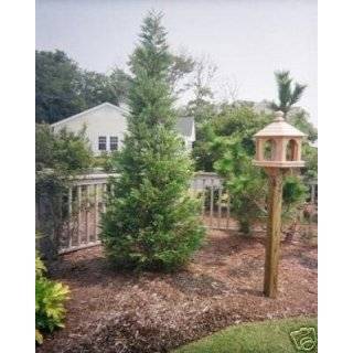 Cypress Leyland Murray tree ~Great for privacy~ FAST GROWING 3 pot 