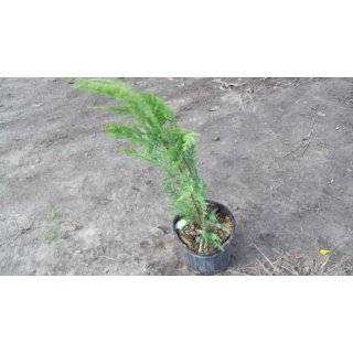  Leyland Cypress (The Best Screen) Lot of 6 One Gallons 