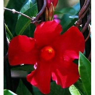 Red Brazilian Jasmine Plant   Indoors / Out   Mandevilla   4 Pot