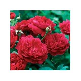  Ambridge Rose English Rose Bush Five Gallon Plant Patio 