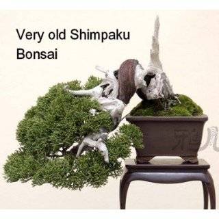 Shimpaku Chinese Juniper Bonsai Starter Plant   3 pot