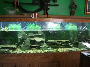 125 Gallon Glass Aquarium Fish Tank Stand Fluval FX5 Filter Crayfish