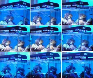 Dimmable Aquarium Coral Reef Fish Tank White Royal Blue LED Light 48" 60" Tank
