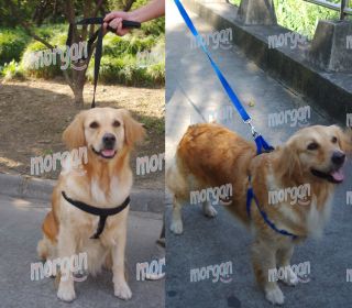 Large Dog Harness Medium Dog Harnesses Set with Leash Leads Nylon New XLarge