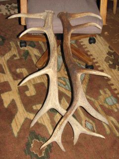 6x6 Elk Antler Sheds Matched Set Antlers Horns Deer Natural Sheds Trophy
