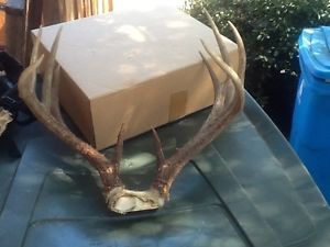 Freshset Whitetail Deer Sheds Shed Antlers Rack Skull Mount Taxidermy Buck Mount