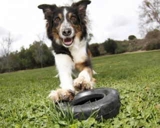 Kong Medium Large Traxx Extreme Black Tire Rubber Dog Treat Dispenser Chew Toy