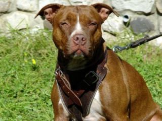 New Pitbull Padded Leather Dog Harness Medium Size