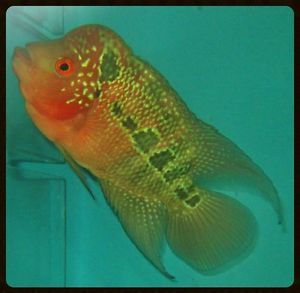 Flowerhorn Cichlid " Feng Shui Lucky Fish " Live Freshwater Aquairum Fish