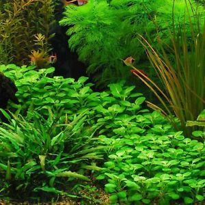 Dwarf Lobelia Cardinalis 8 Plants Live Fish Tank Aquarium Fresh Water Plants