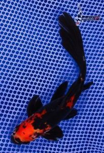 7" Imported Chinese Veiltail Shubunkin Live Fancy Goldfish Fish Koi Pond NDK