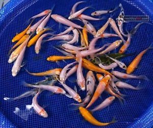 Lot of 50 3 4" Assorted Mix Butterfly Standard Fin Live Koi Fish Pond NDK