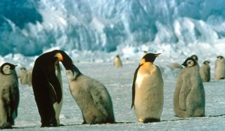 Antartica Emperor Penguin x'mas Gift Fridge Magnet New