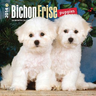 Bichon Frise Puppies 2014 Mini Wall Calendar