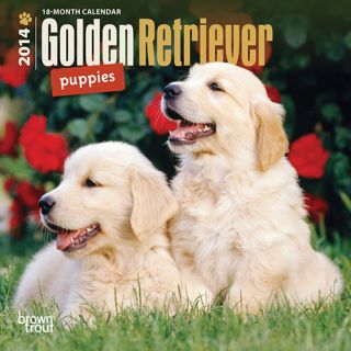 Golden Retriever Puppies 2014 Mini Wall Calendar