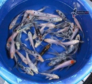 40 Lot 4 6" Assorted Butterfly Fin Live Koi Fish Pond Garden NDK