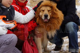 Lion Mane Wig for Large Dogs Cat Brown Festival Party Pet Costume Fancy Dress