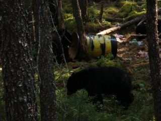 Guaranteed Black Bear Hunting Trip 5 Star All Inclusive Lodge Includes Fishing