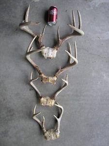 4 Wisconsin Whitetail Deer Antlers Rack’s Mount Horns Taxidermy Buck