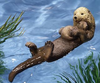 Floating Otter w Sleeping Baby Pond Pool Outdoor Garden Accent Resin Decoration