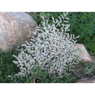 100 Silvery White GERMAN STATICE Goniolimon Tataricum Flower Seeds