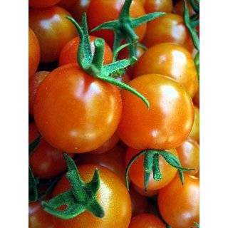  Super Sweet 100 Hybrid Tomato 4 Plants   Very Productive 