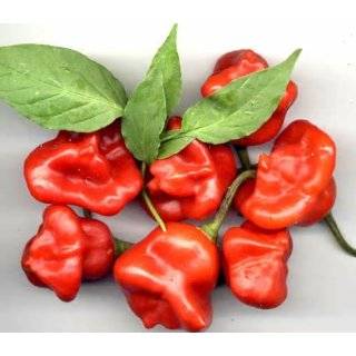  Sweet Red Pimiento Pepper 10 Plus Seeds Patio, Lawn 