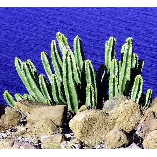  Spiny Cactus Mix 15 Seeds   Echinofossulocactus   Easy 
