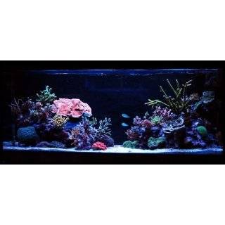  Coral Maxx Ultra Aquarium LED