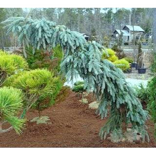  Swamp Cypress 1   Year Seedling Patio, Lawn & Garden