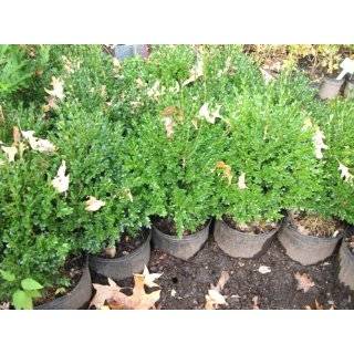  Lot of 10 Green Mountain Boxwood Patio, Lawn & Garden