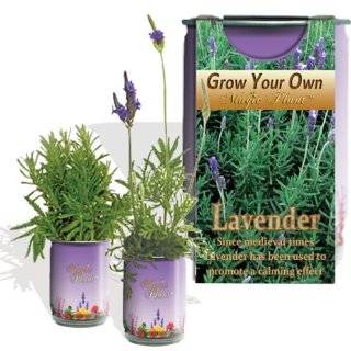  Live Lavender Plant in 4 Clay Washpot Patio, Lawn 