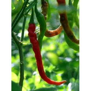 Hot Pepper seeds   Hot Bhaji Patio, Lawn & Garden