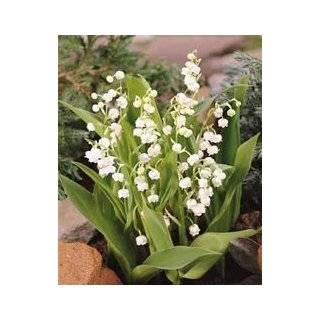 Lily of the Valley   Pink Flower Bulbs